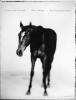 Il cavallo di bronzo nei musei capitolini: un originale greco a Roma-Quattro studi di cavalli. Ediz. italiana e inglese