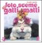 Foto sceme di gatti matti
