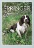 Lo springer spaniel