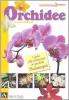 Orchidee. Guida alla coltivazione in casa della Phalaenopsis