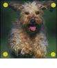 Il cane