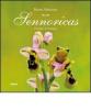 Sennoricas. Orchidee della Sardegna