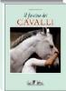 Il fascino dei cavalli