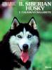 Il siberian husky e l'alaskan malamute