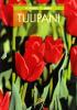 Tulipani