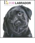 L come labrador. Ediz. inglese