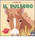 Cosa fa il puledro