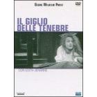 Il giglio delle tenebre