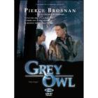 Grey Owl. Gufo Grigio